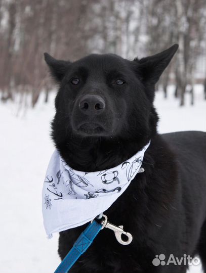 Прекрасная собака устала жить в страхе