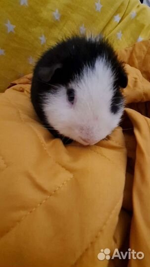 Морские свинки породы тедди- однополая пара