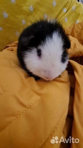 Морские свинки породы тедди- однополая пара