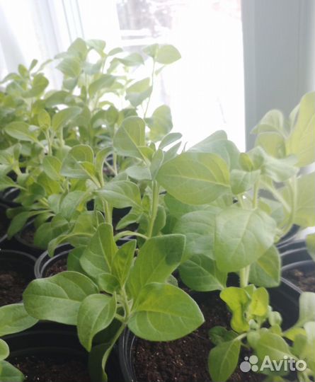 Рассада петунии тайдал