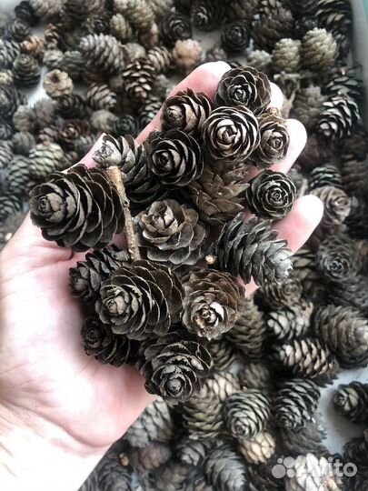 Шишки лиственницы