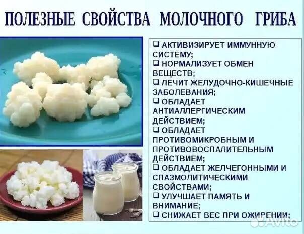 Кефирный тибетский гриб