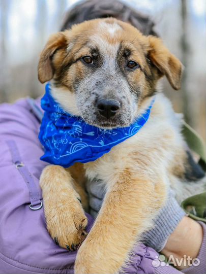 Миксу плохо в приюте