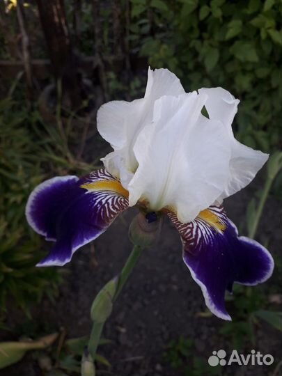 Ирисы бородатые