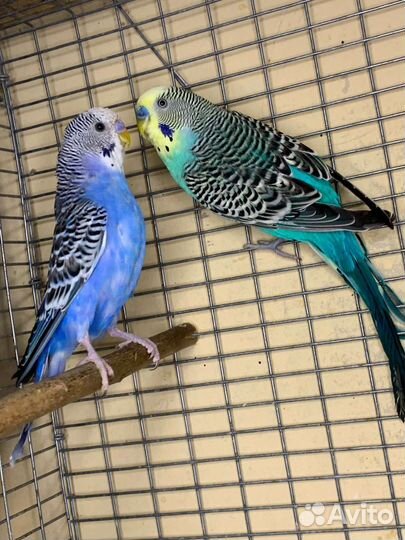 Волнистый попугай