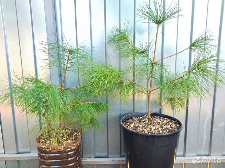 Сосна Веймутова