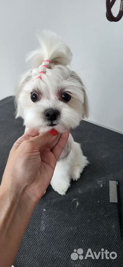 Зоострижки, груминг