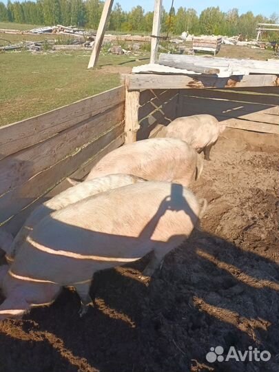 Продам свиней