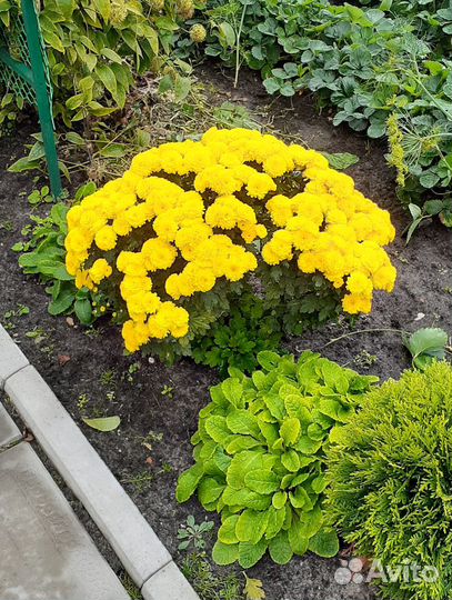 Хризантемы