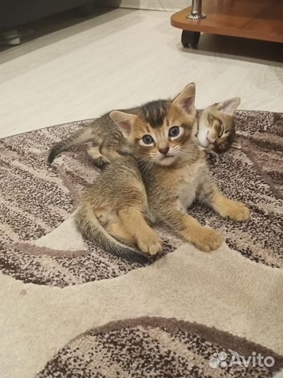 Котята абиссины