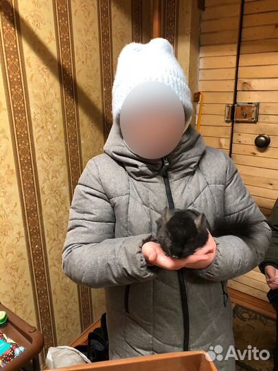 Шиншилла