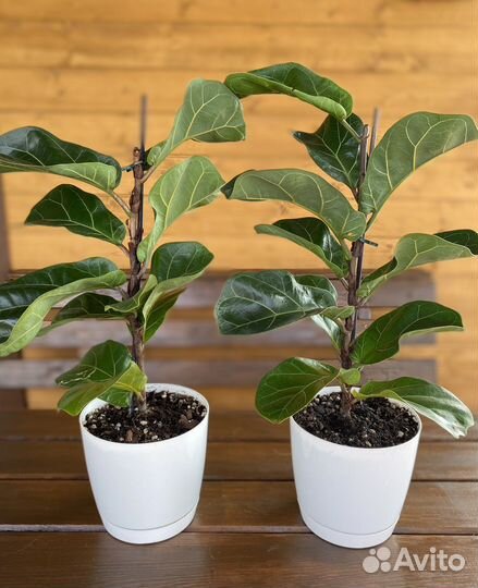 Фикус лирата бамбино