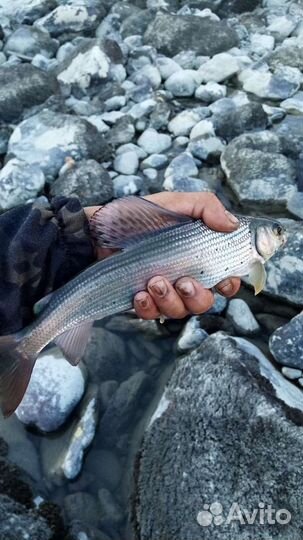 Рыбалка на Алтае (хариус)