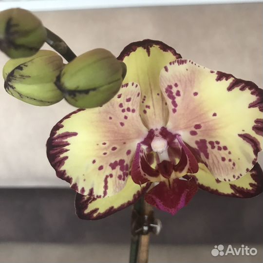 Орхидея фаленопсис