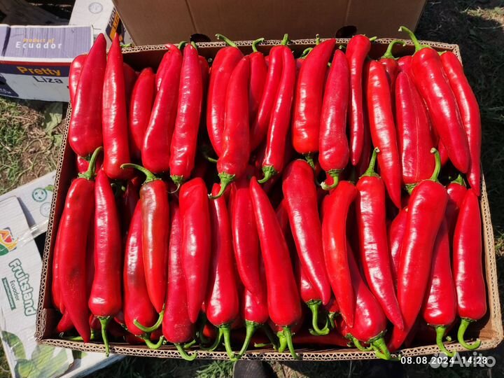 Перец острый. (Шакира )