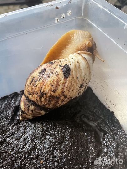 Улитка ахатина