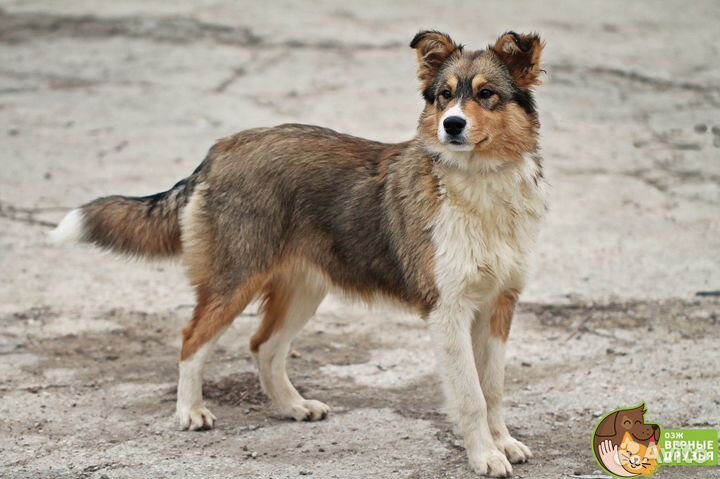Собачка среднего размера в добрые руки