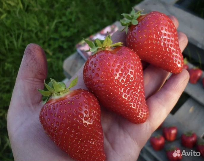 Саженцы клубники