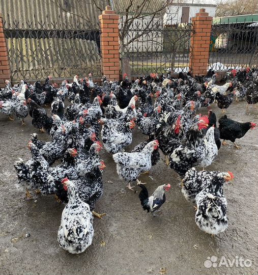 Яйцо инкубационное - Куры ливенской породы