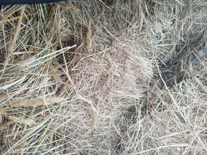 Сено в тюках