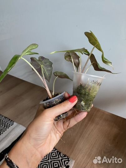 Алоказия полли