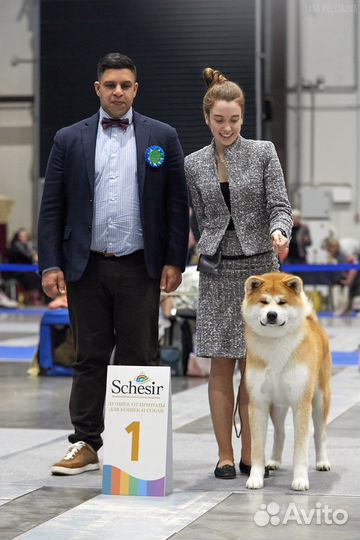 Услуги Хендлера