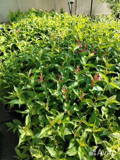 Декоративные многолетние растения