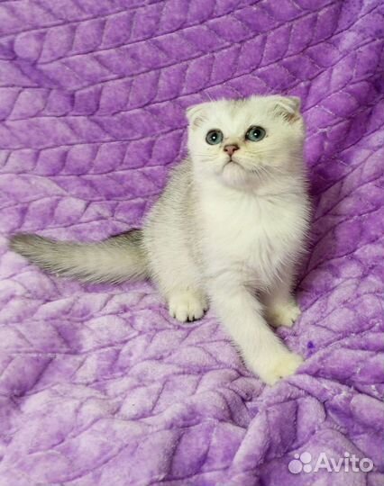 Шотландские котята