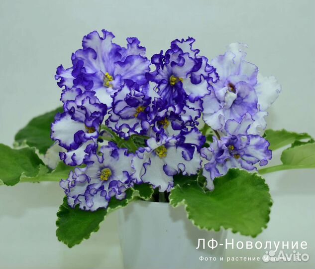 Детки сортовых фиалок