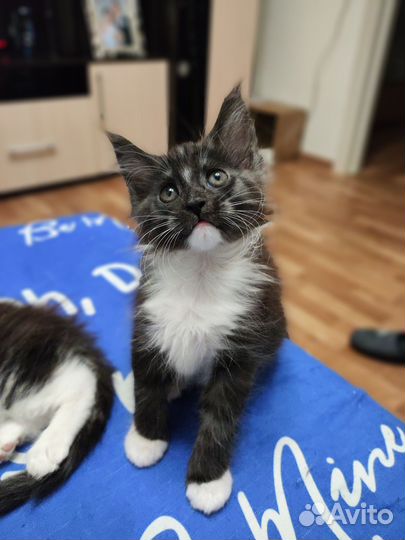 Котята мейн-кун