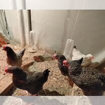 Куры несушки продам