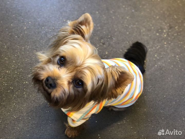 Йоркширский терьер вязка