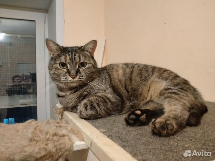 Кошки