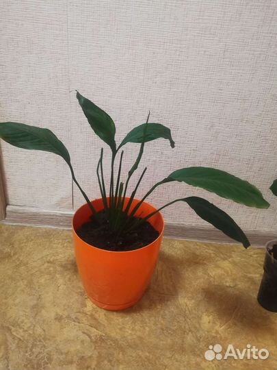 Спатифиллум