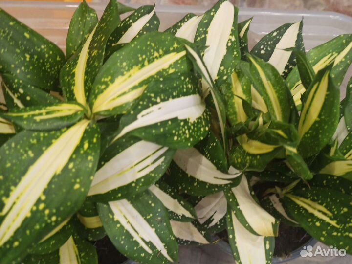 Драцена суркулоза Милки вей (Годсеффа)