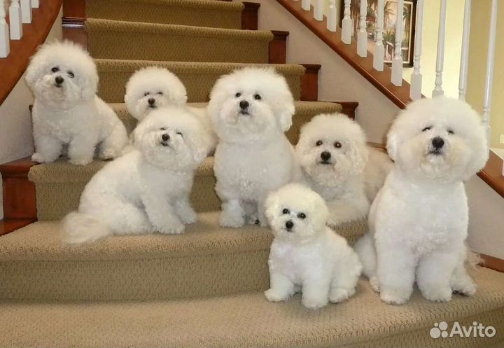 Щенки бишон фризе-мини антидепрессанты