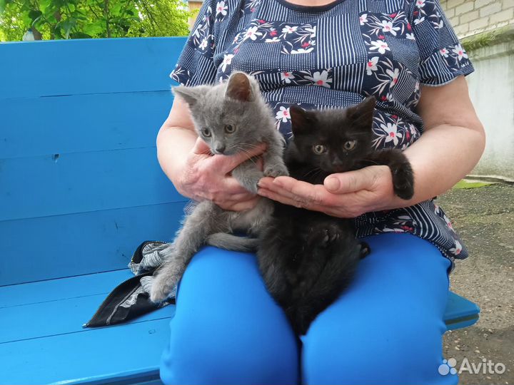 Котята в добрые руки