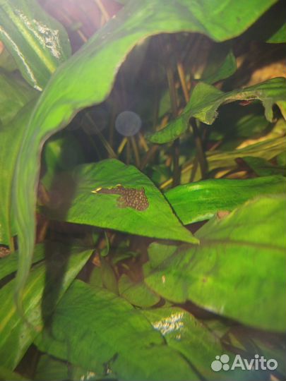 Аквариумные креветки, сомики анциструсы, меченосцы
