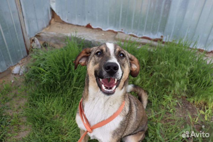 Собака в добрые руки отдам бесплатно