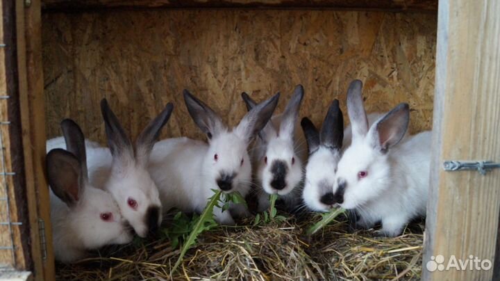 Калифорнийские кролики