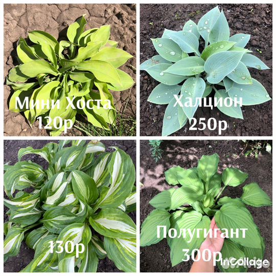 Садовые многолетние цветы, растения