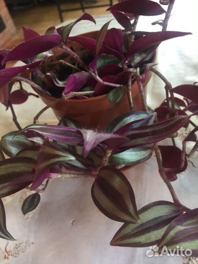 Традесканция