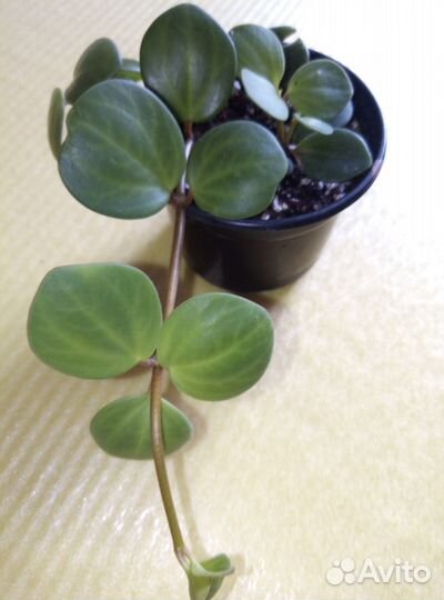 Пеперомия хоуп, церопегия вуду(2вида)