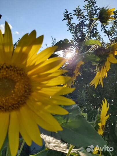 Соберу любую картину алмазной мозаики