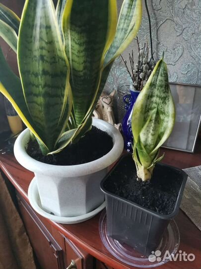 Сансевиерия