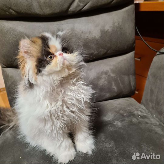 Персидская кошка
