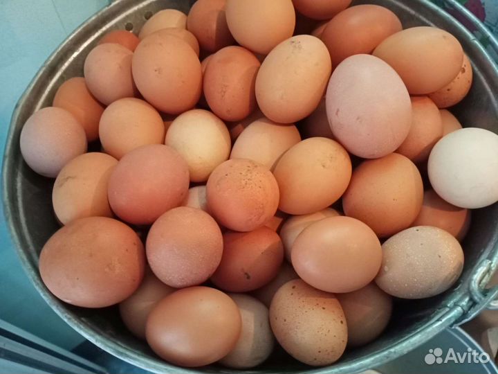 Домашние куриные яйца