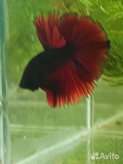Петушок в аквариуме