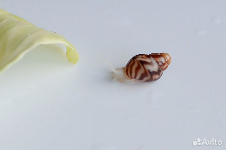 Улитки ахатина