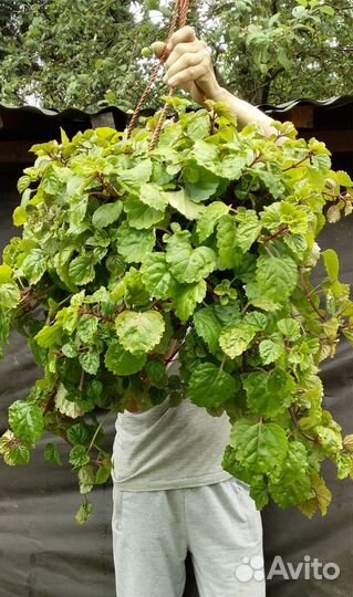 Гигантские ампельные растения в подвесном кашпо